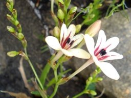 Tritonia undulata inflorescence